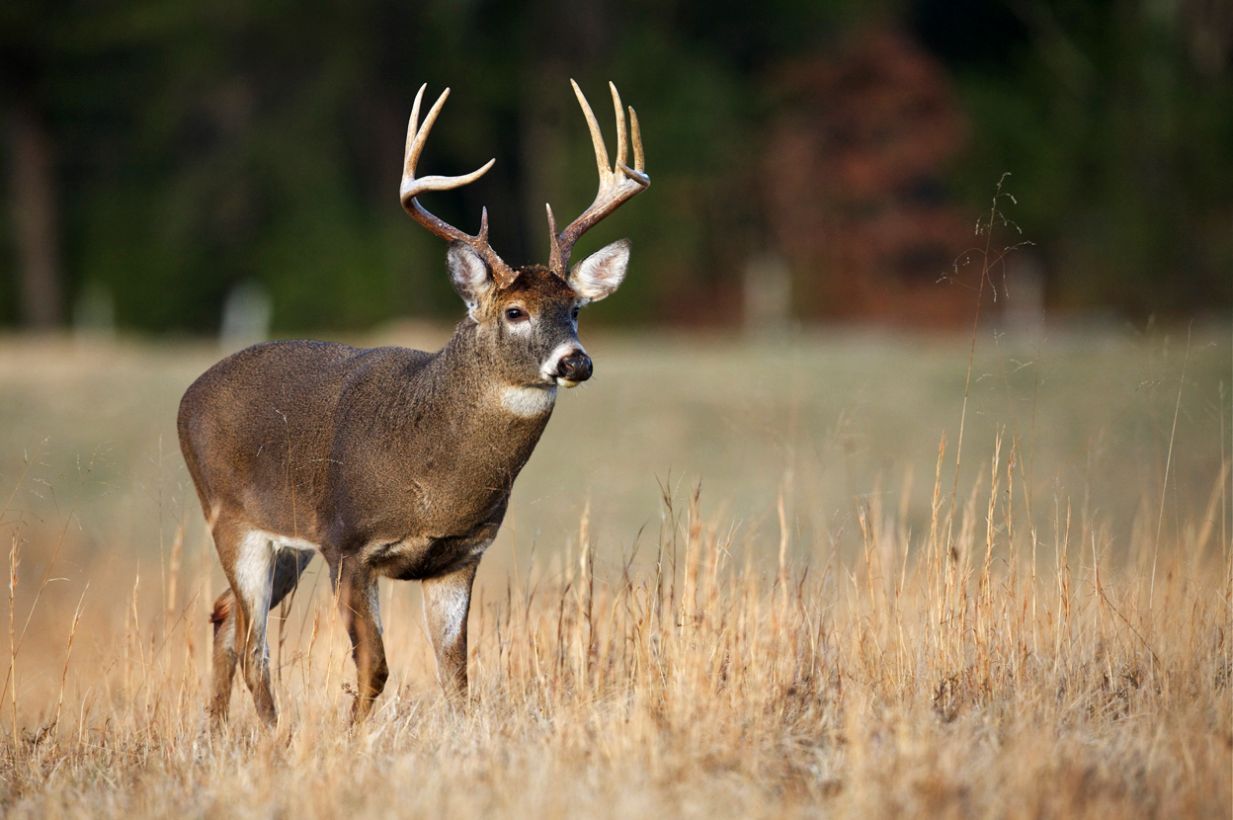 Properly Aging a Whitetail Buck on the Hoof